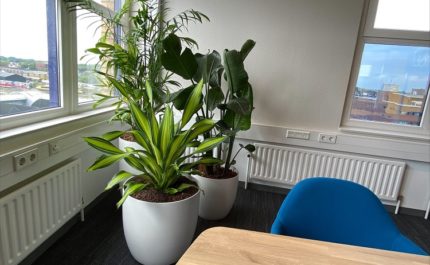 Planten kantoor Amersfoort