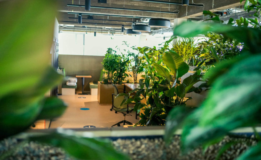 verschillende groene planten in een kantoor